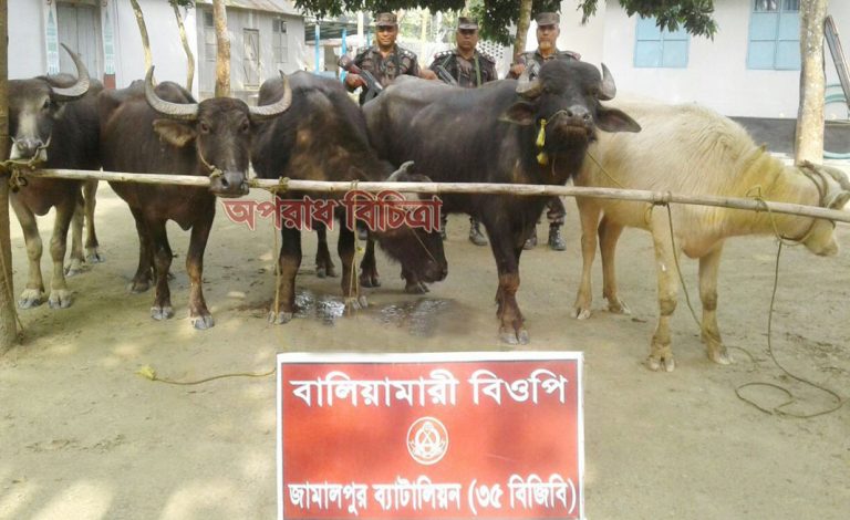 রৌমারী সীমান্তে ৭টি মহিষ আটক!