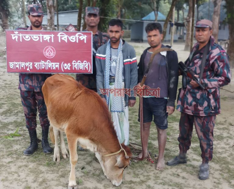 বিজিবি’র দাঁতভাংগা বিওপি’র অভিযানে ০২ জন পাচারকারীসহ ০১টি ভারতীয় গরু আটক