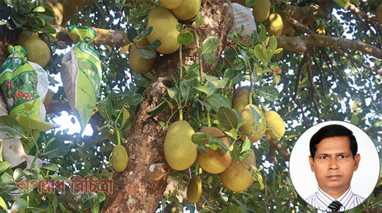 কাঁঠাল পাওয়া যাবে সারাবছর