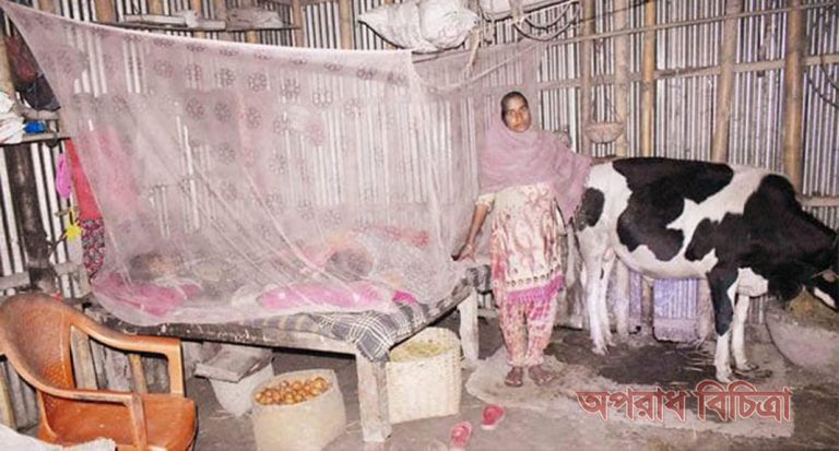 চোরের ভয়ে গরু আর পরিবার নিয়ে এক ঘরে বসবাস