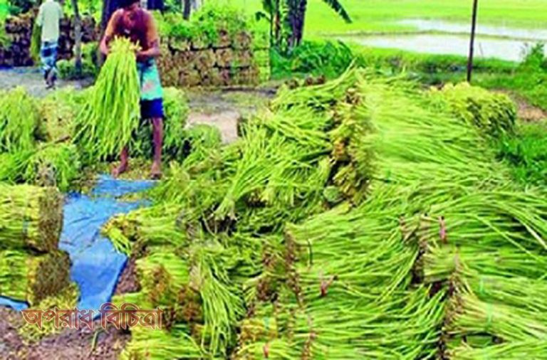 কৃষকদের ভাগ্য বদলে দিয়েছে পুষ্টিকর সবজি কচুর লতি