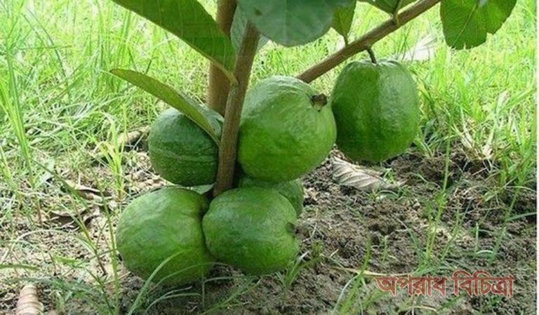 পেয়ারার বাগান করে মাসে আয় করছেন দেড় লক্ষাধিক টাকা