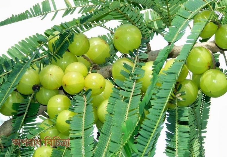 জেনে নিন ডায়াবেটিস প্রতিরোধে আমলকীর যত গুন