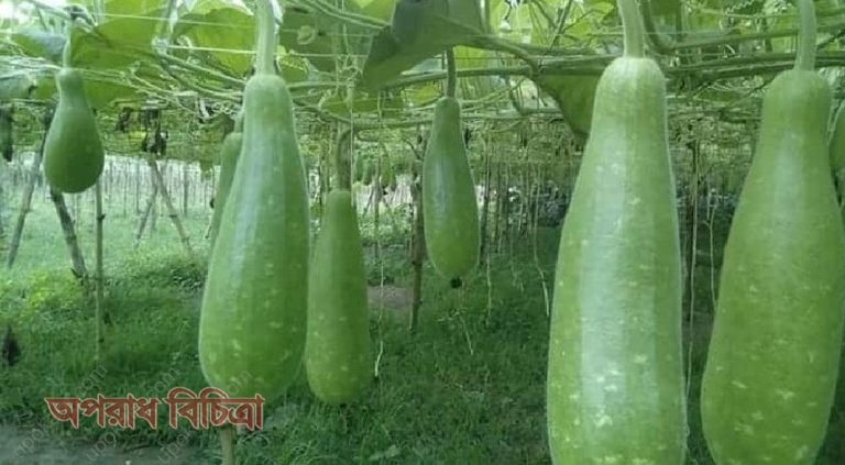 জেনে নিন লাউয়ের স্বাস্থ্য উপকারীতা
