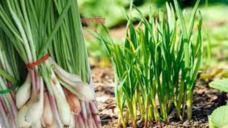 পেয়াজ চাষীদের জন্য সুখবর নিয়ে এলেন কৃষি বিজ্ঞানীরা