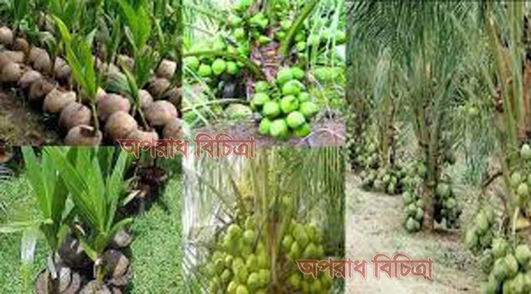 যেভাবে চাষ করবেন ভিয়েতনামের উচ্চ ফলনশীল খাটো জাতের হাইব্রিড নারিকেল