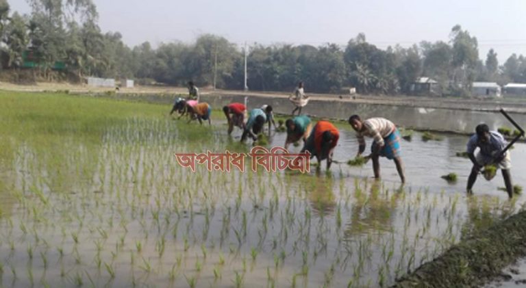 শীতের তীব্রতা উপেক্ষা রৌমারীতে ইরি-বোরো চাষে ব্যস্ত কৃষক