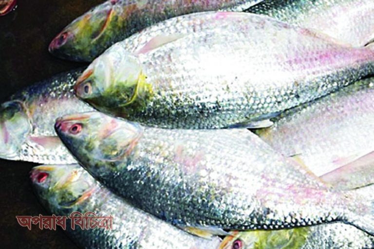 ইলিশের হারানো মৌসুম ফিরে এসেছে