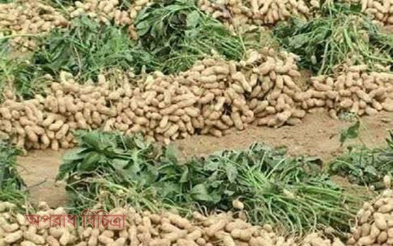 জেনে নিন চীনাবাদামের যত উপকারের কথা
