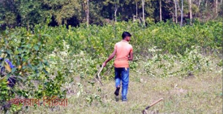 ফসলী গাছ কেটে নার্সারী করার প্রয়োজন ছিল কি