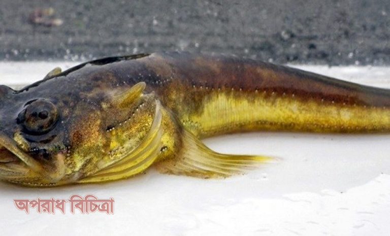 ‘মিডশিপম্যান’সারা রাত আল্লাহর তাসবিহ পাঠ করে