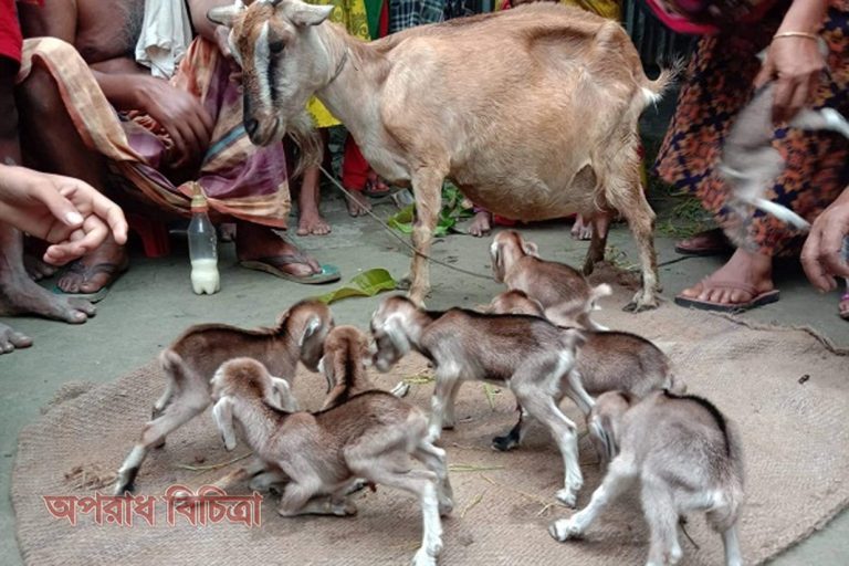 ছাগলের ৮ টি বাচ্চা জন্ম গ্রহন করায় এলাকায় চাঞ্চল্যের সৃষ্টি