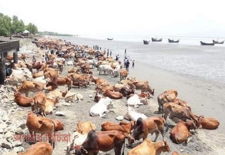 গরুবাহী দুটি ট্রলার ধরে নিয়ে গেছে মিয়ানমার সীমান্তরক্ষী বাহিনী