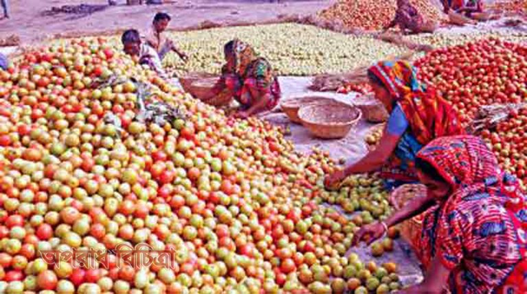 হাইব্রিড টমেটো বিক্রি করে আয় ২ কোটি টাকা