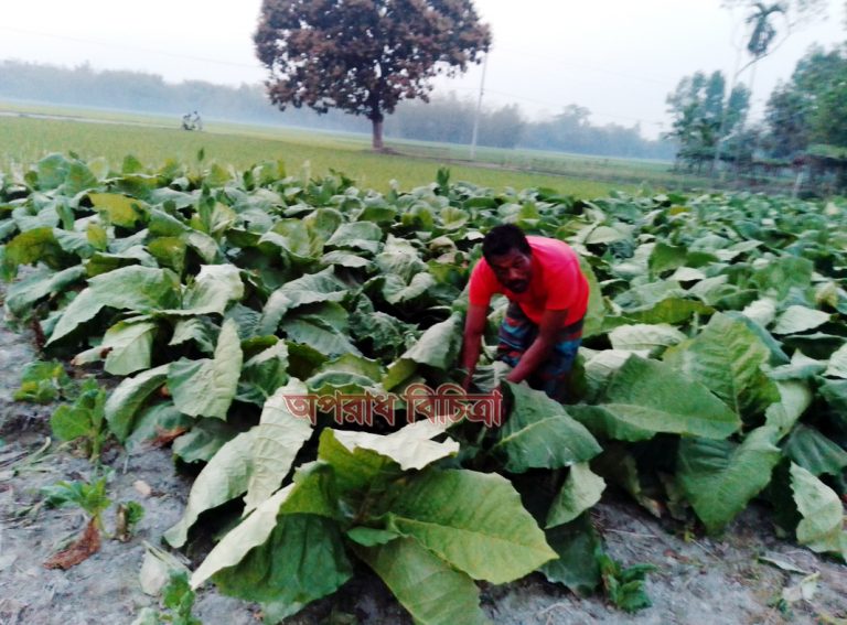 নীলফামারী কিশোরগঞ্জের গাড়াগ্রামে ভূমি দস্যূতার দীর্ঘ মেয়াদী কৌশল