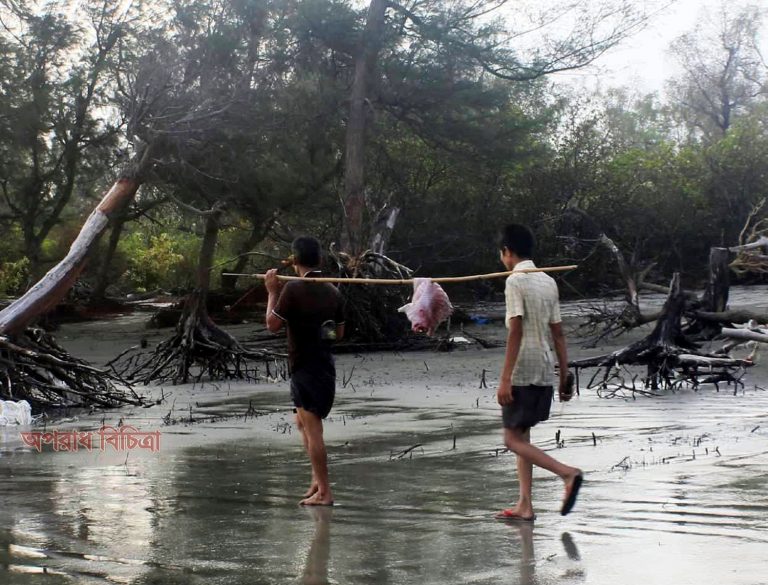 কুয়াকাটায় রাখাইন শিকারীদের কবলে ধ্বংস হচ্ছে বিলুপ্ত প্রজাতির বন্যপ্রানী
