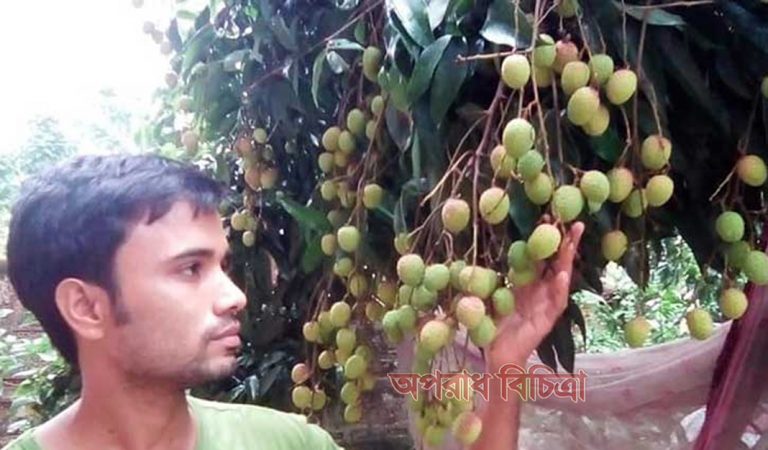 লিচুর বাম্পার ফলন  পাহাড়ের
