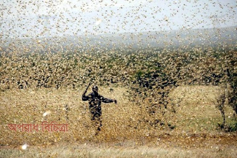 যে কারণে বাংলাদেশের দিকে আসছে না পঙ্গপাল