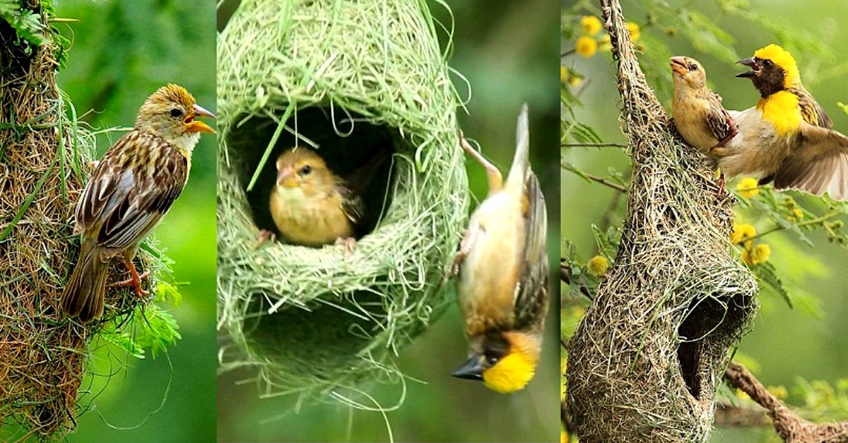 বাবুই পাখির “অস্তিত্বই” যে আজ হুমকির মুখে