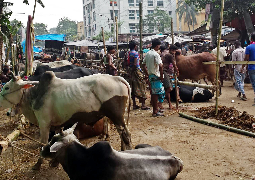 ৬ নং ওয়ার্ডে কোরবানীর পশুর হাট চলবে  রেলওয়ের সাথে সৃষ্ট সমস্যার অবসান