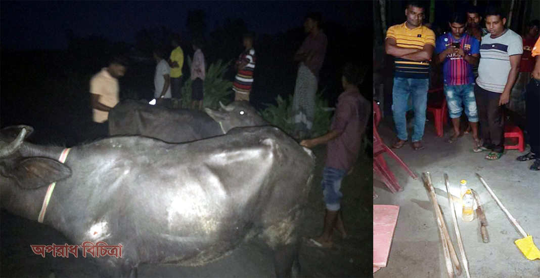 অবৈধ ভাবে গরু পাচার, প্রতিবাদ করায় ছাত্রলীগ নেতার বাড়িতে হামলা ও লুটপাট
