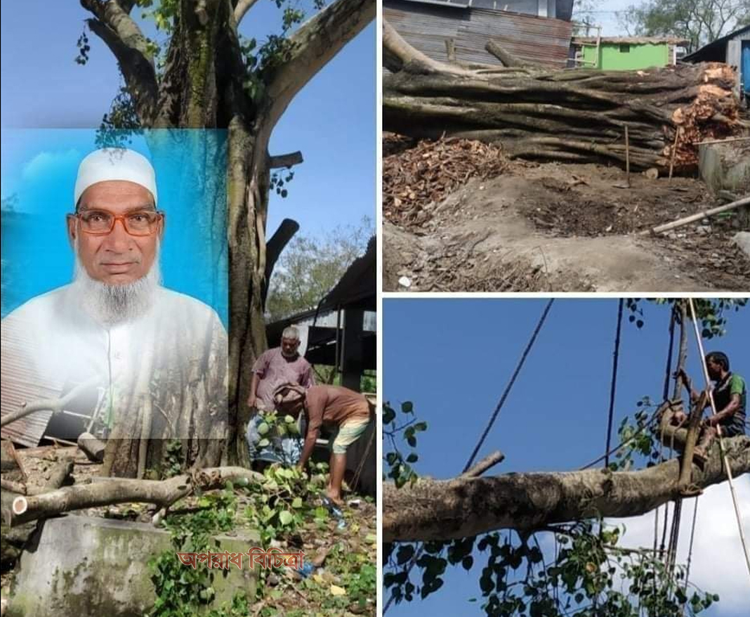 চাঁপাইনবাবগঞ্জে রানিহাটী ইউপি চেয়ারম্যান ক্ষমতার দাপটে কেটে নিলো শতবর্ষী বটবৃক্ষ জণমনে ক্ষোভ