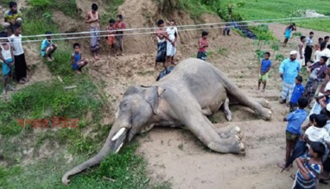 চট্টগ্রাম অঞ্চলে গত ১৯ বছরে ৮৪ হাতির মৃত্যুর তদন্ত চেয়ে রিট আবেদন