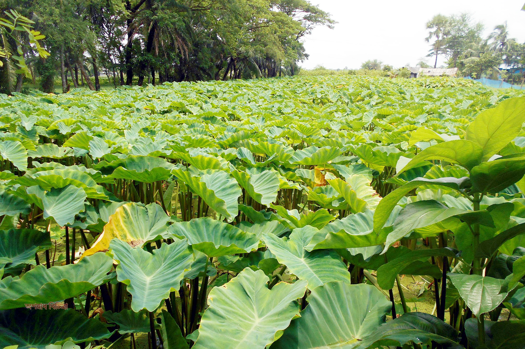 কলাপাড়ায় পানিকচু চাষে কৃষকের সাফল্য