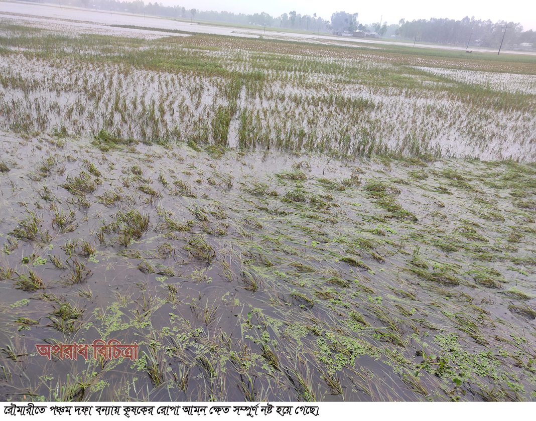 কুড়িগ্রামের রৌমারী পঞ্চম দফা বন্যায় সর্বশান্ত কৃষক