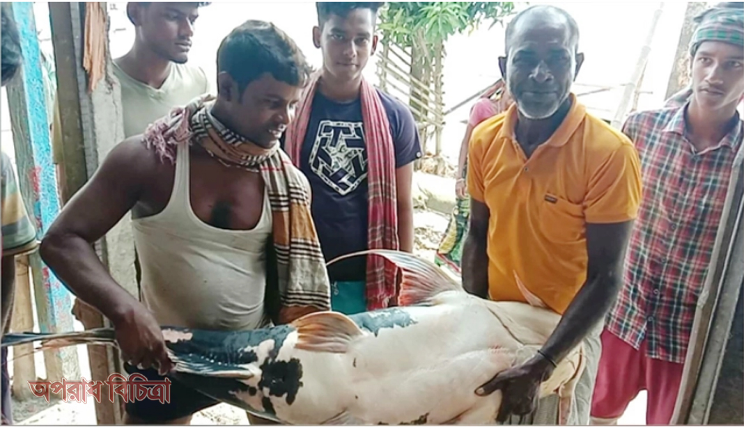 পদ্মা-যমুনার মোহনায় ধরা পড়ল ৪৩ কেজির বাঘাইড় মাছ