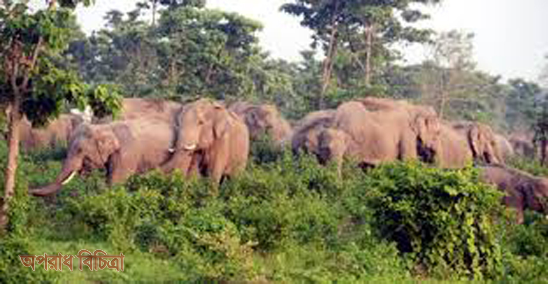 বান্দরবানে বন্য হাতির আক্রমণে নারীর মৃত্যু