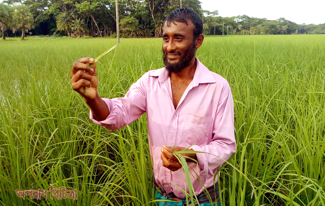 ঝালকাঠিতে এবার আমন ধানে পোকার আক্রমণ, হচ্ছে না কীটনাশকেও কাজ!