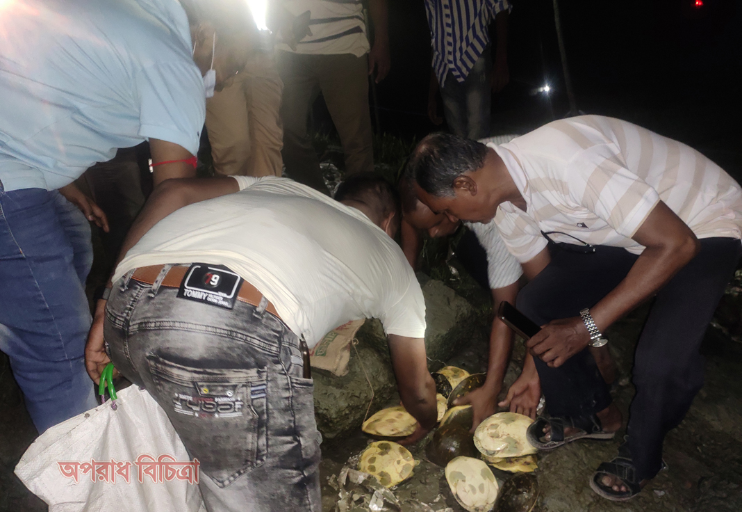 কলাপাড়ায় আটককৃত কচ্ছপ আন্ধারমানিক নদীতে অবমুক্ত