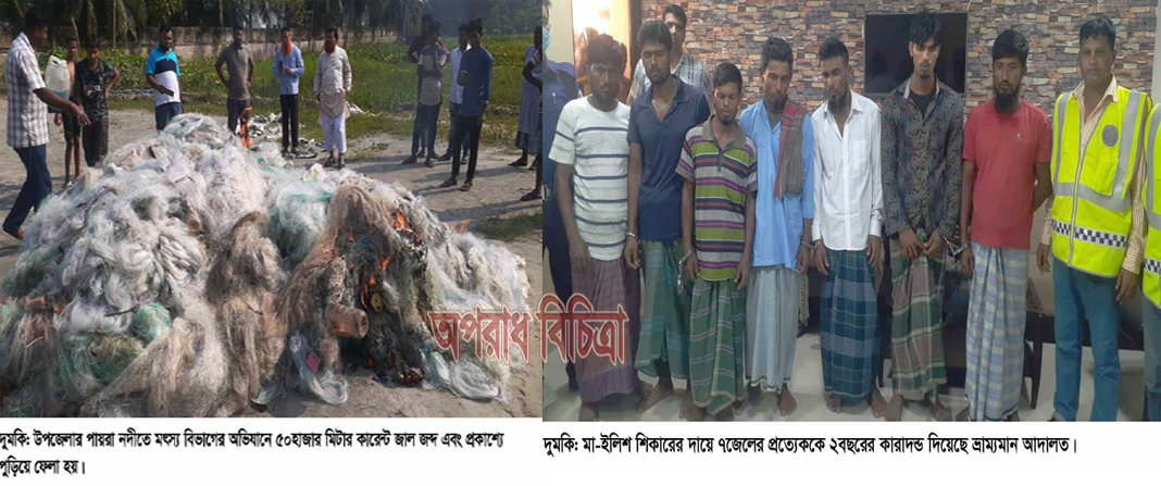 নিষেধাজ্ঞা অমান্য করে ইলিশ শিকার-দুমকিতে ১১ জেলে আটক ৭ জনের সাজা