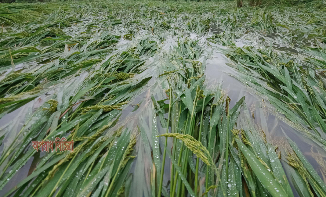 উপকূলে অতি বর্ষণে আমনের ব্যাপক ক্ষতি