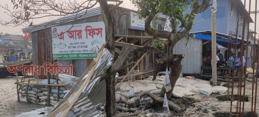 কলাপাড়ায় মৎস্য বন্দর মহিপুরে বনবিভাগের জমিতে প্রভাবশালীদের অবৈধ ভাবে দখল