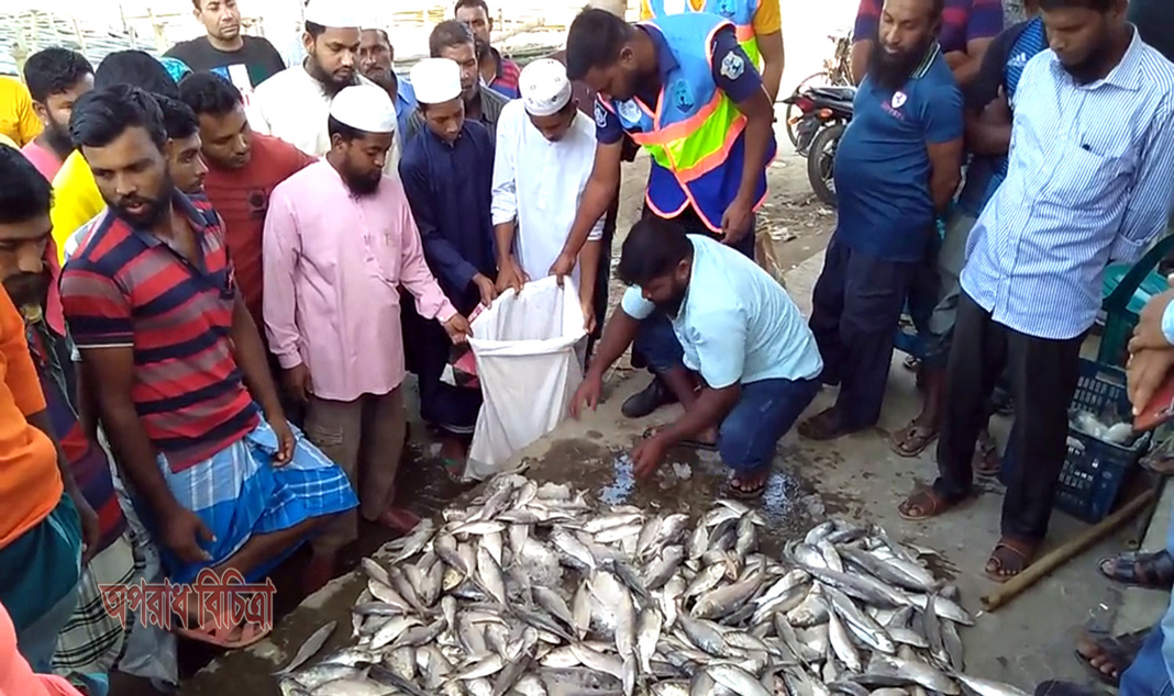 কলাপাড়ার আলীপুরে কুয়াকাটা নৌ-পুলিশের অভিযান- জাটকা ইলিশ জব্দ