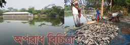উজিরপুরে মাছের ঘেরে বিষ প্রয়োগ করে ১৫ লক্ষাধিক টাকার ক্ষতিসাধন
