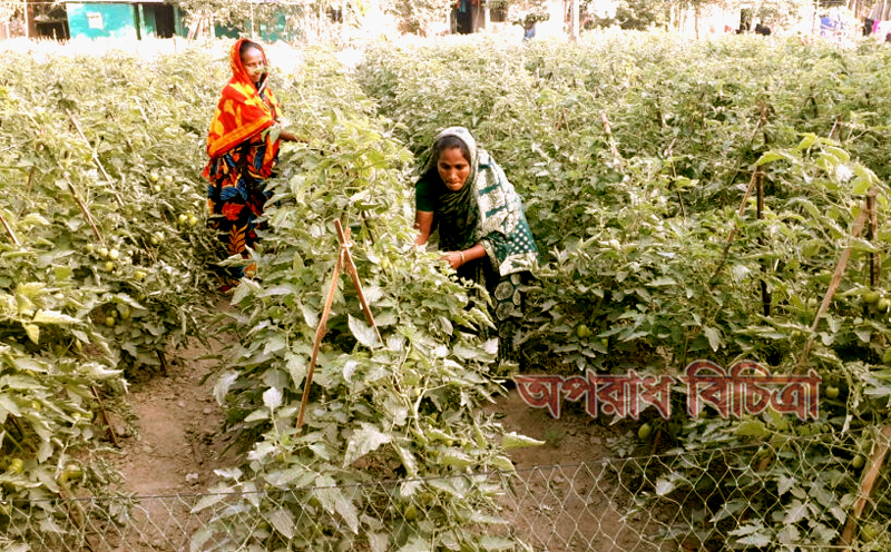সুনামগঞ্জের হাওর এলাকায় টমেটো চাষে ব্যস্ত নারীরা