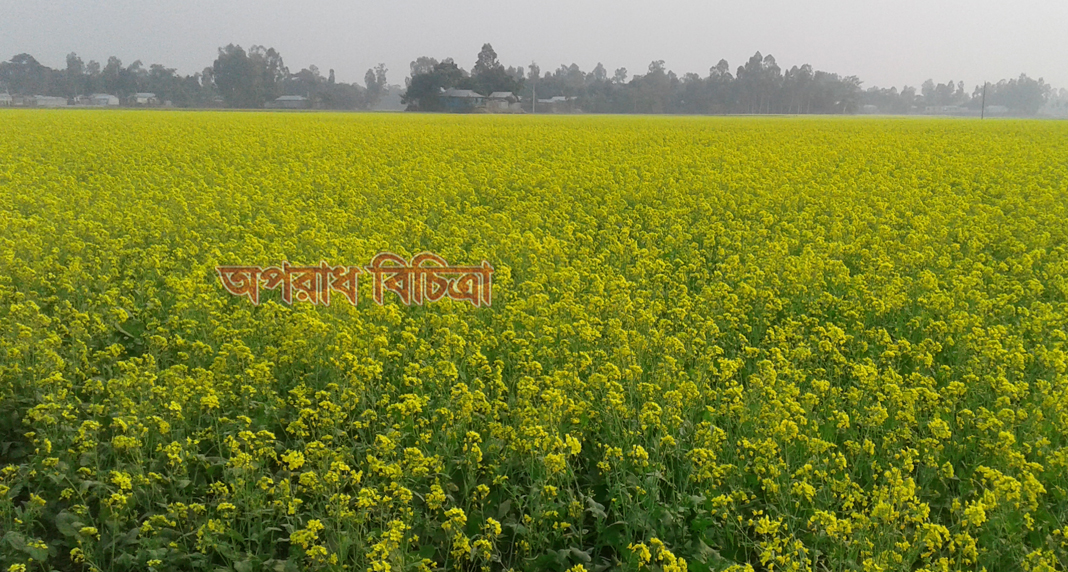 কুড়িগ্রামের রৌমারী দ্বিগন্ত জুড়ে সরিষার রঙ্গিন ফুলে ছেয়ে আছে কৃষকের মাঠ
