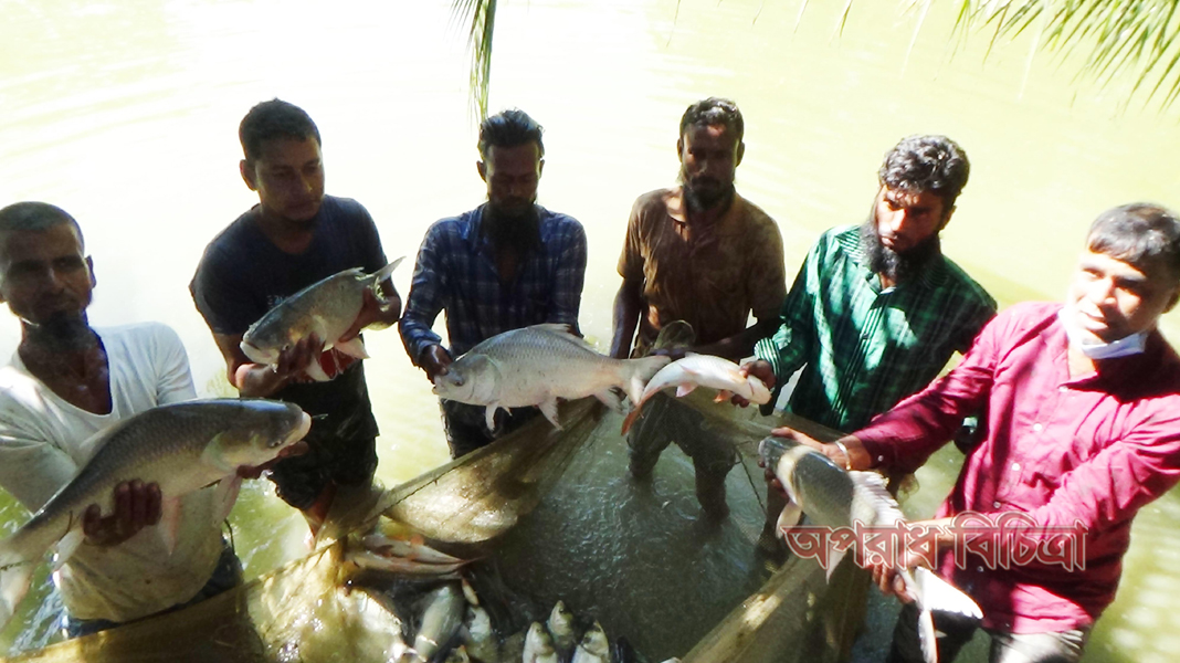 দক্ষিনাঞ্চলে কার্প জাতীয় মাছ চাষে নতুন সফলতা