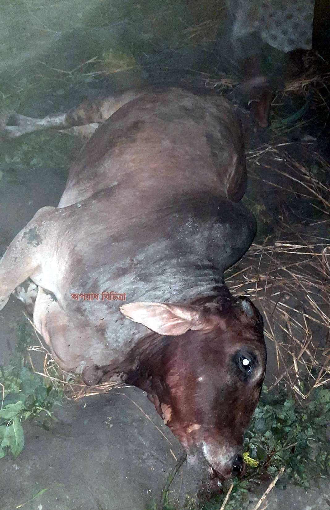 হর্ণ, ব্রেক ছাড়া চালাই গাড়ি আমি, পারদর্শী ড্রাইভার আমার ফাটলো মাথা ভাংলো হাড়, মরলো শুধু সদ্য কেনা লক্ষ্য টাকার ষাড়