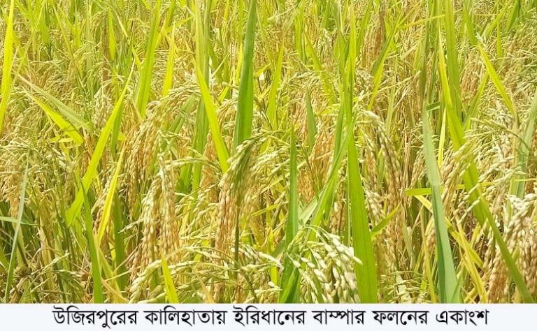 উজিরপুরের কালিহাতায় ইরি ধানের বাম্পার ফলন
