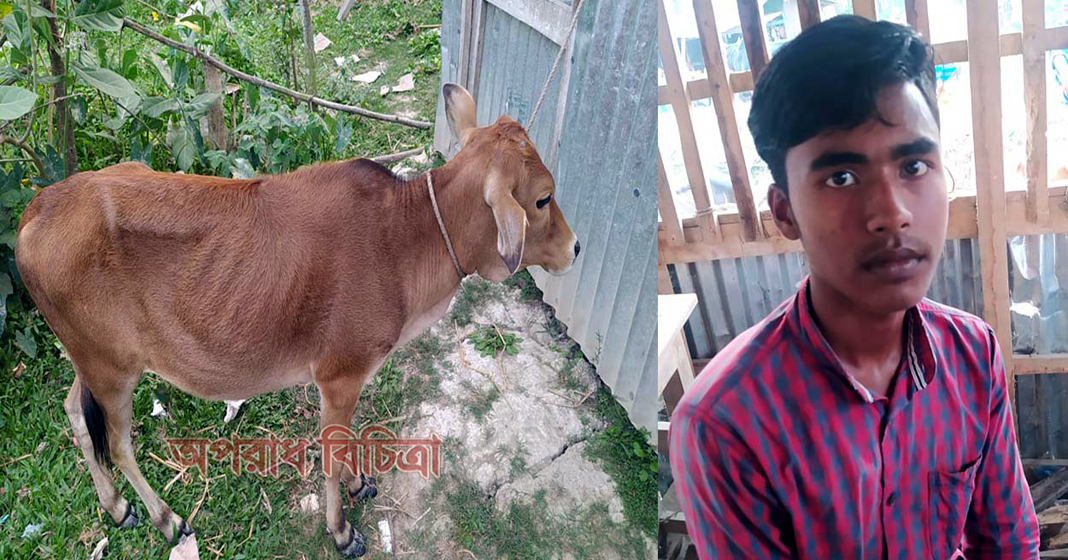 দুমকিতেগরুসহ দুইচোর ধৃত