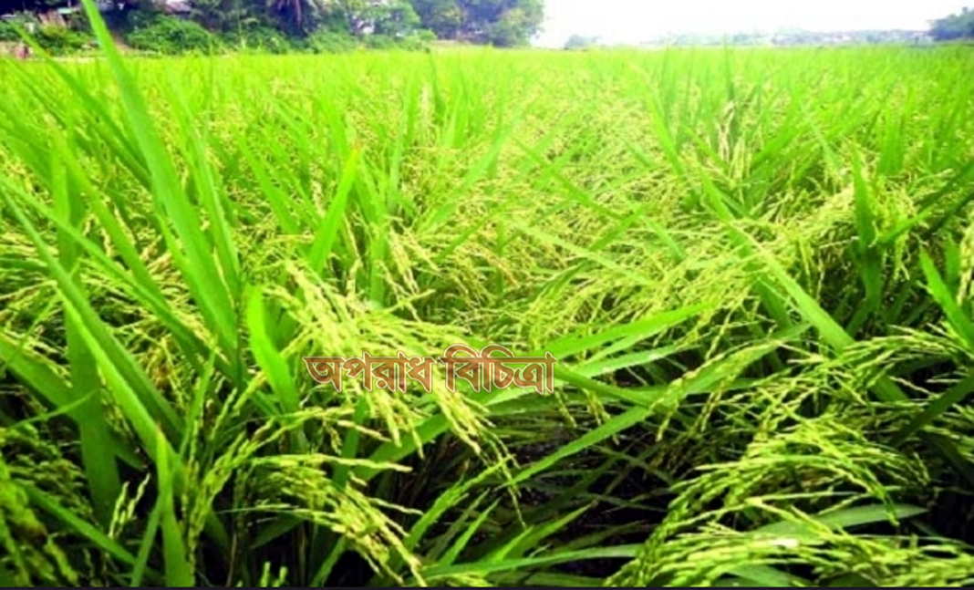 নিকলীর হাওর জুড়ে ধান আর ধান