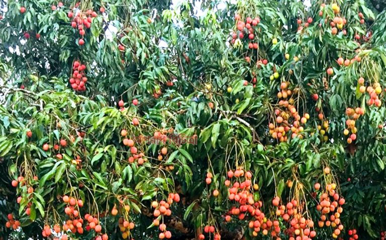 সুনামগঞ্জের দুই উপজেলায় লিচুর বাম্পার ফলন