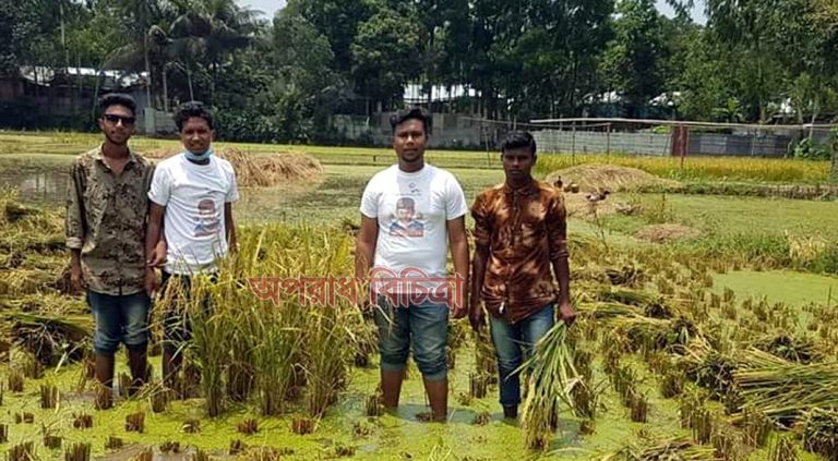 দরিদ্র কৃষকের ধান গোলায় তুলে দিল জাতীয় শিশু কিশোর পরিষদ নেতাকর্মীরা