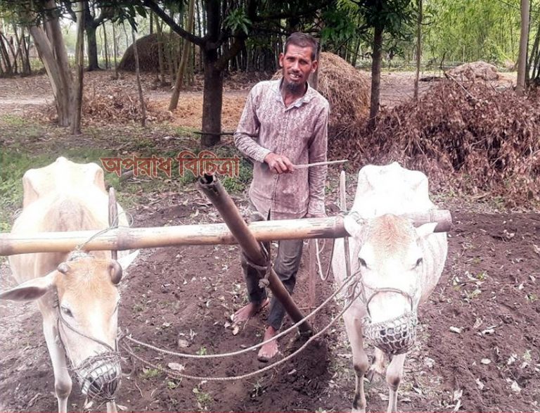 তেঁতুলিয়ায় বিলুপ্তির পথে গ্রাম বাংলার ঐতিহ্যবাহী গরুর হাল