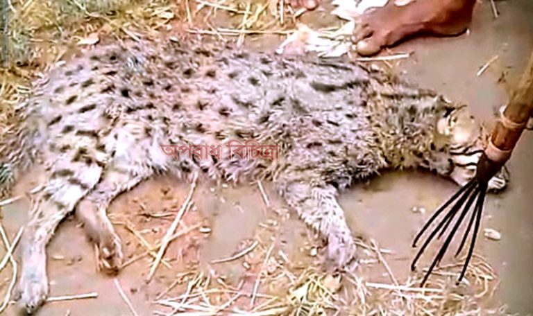 সুনামগঞ্জে মেছো বাঘকে পিটিয়ে হত্যার অভিযোগ