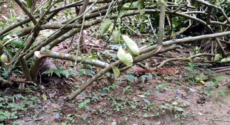 শ্রীমঙ্গলে ৩৬ একর লেবু বাগানের গাছ কেটে সাবার করেছে দুর্বৃত্তরা গাছের সাথে এ কেমন শত্রুতা?